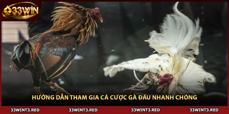 Hướng dẫn tham gia cá cược gà đấu nhanh chóng