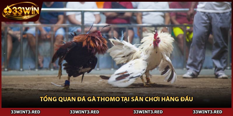 Tổng quan đá gà Thomo tại sân chơi hàng đầu